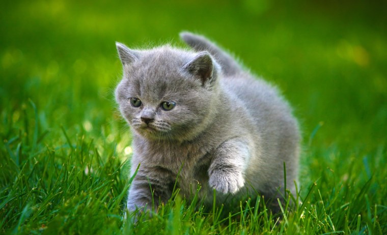 Картинки котят