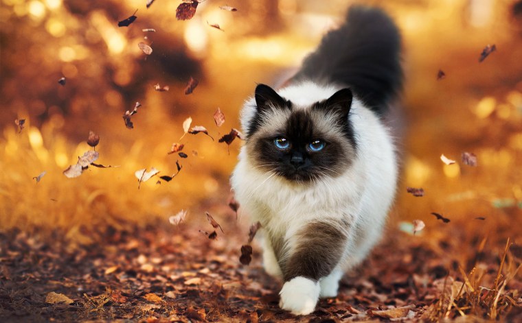 Осенний котик