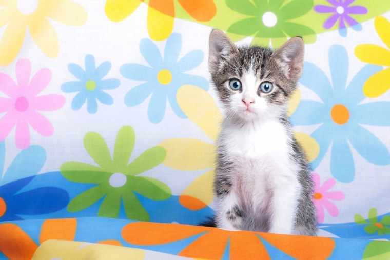 Кошка на ярком фоне