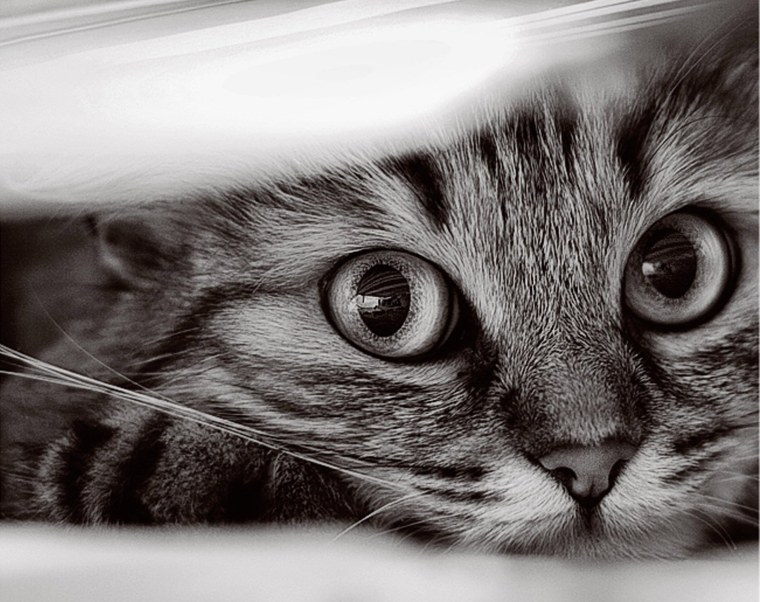 Картинки на рабочий стол котики