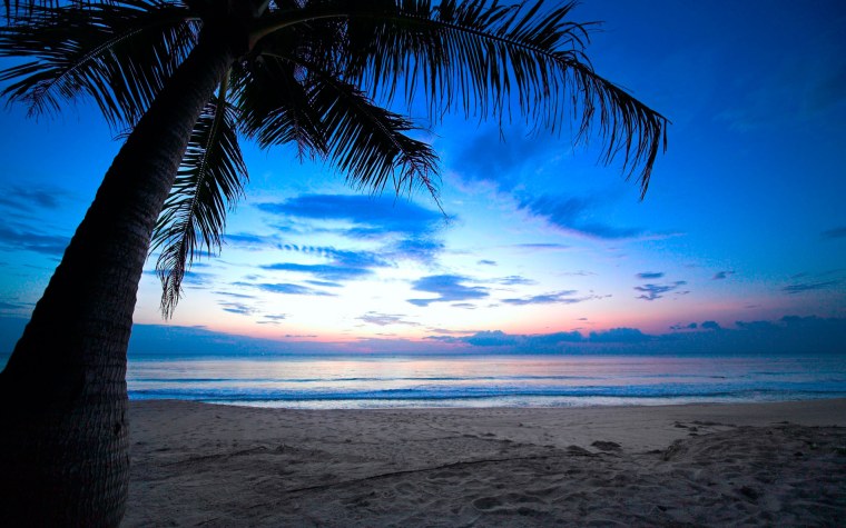 Пальмы и океан