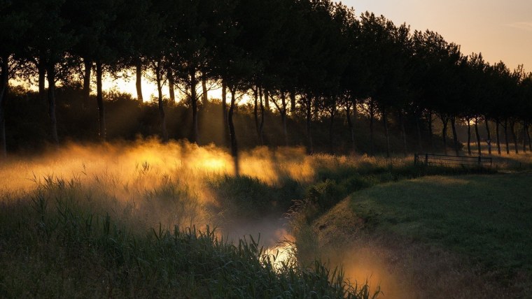 Дождь в лесу