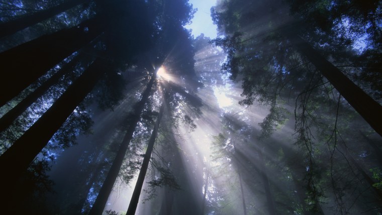 Лес верхушки деревьев