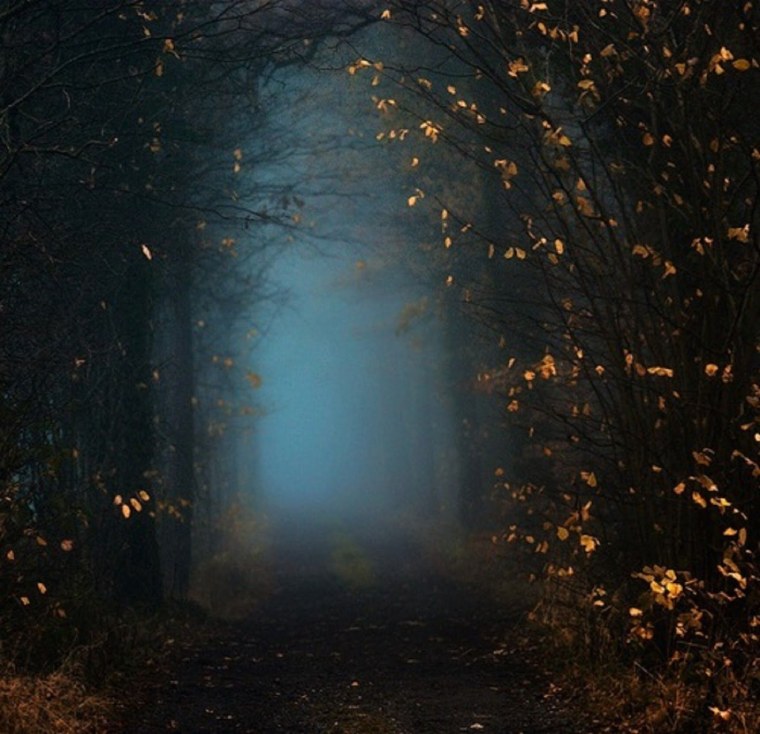 Свет в лесу ночью