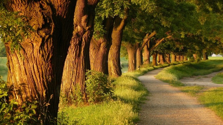 Тисовая аллея