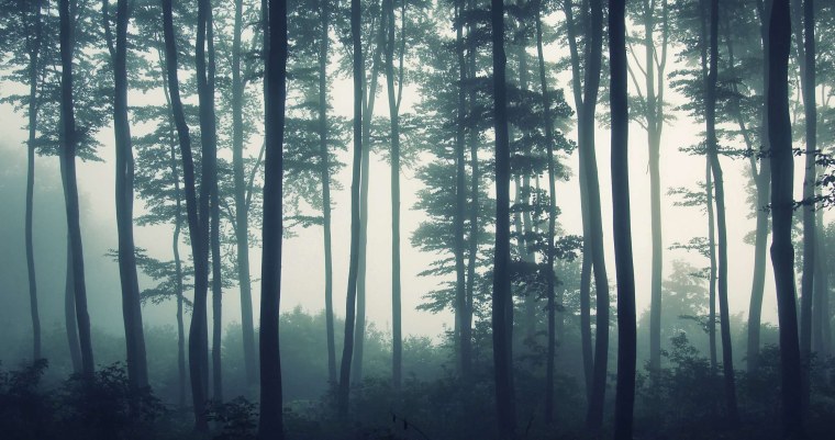 Палитра туманный лес