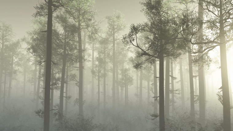 Хвойный лес в тумане