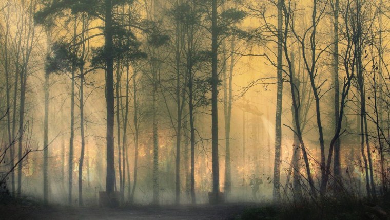 Красивый лес в тумане