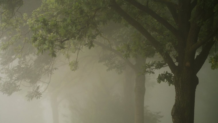 Фреска деревья в тумане