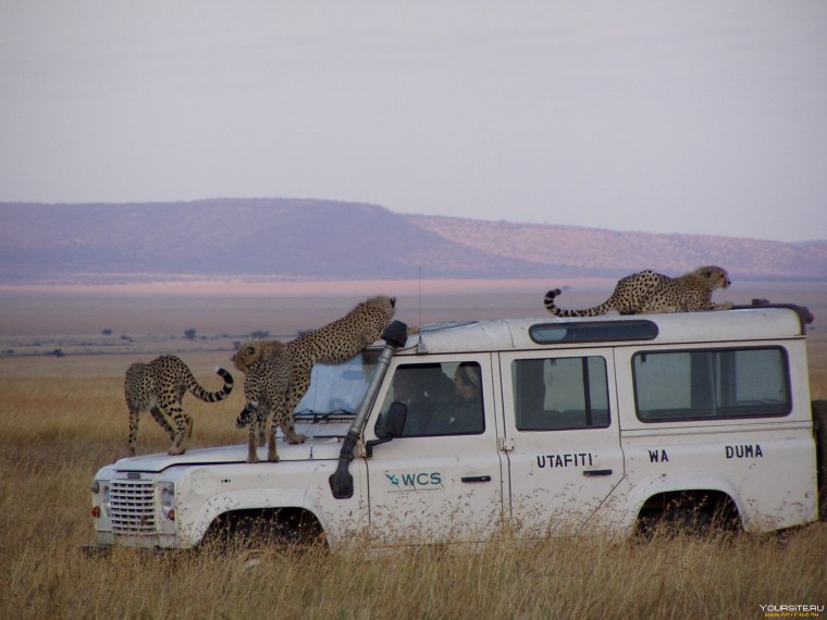 Автомобиль животное гепард