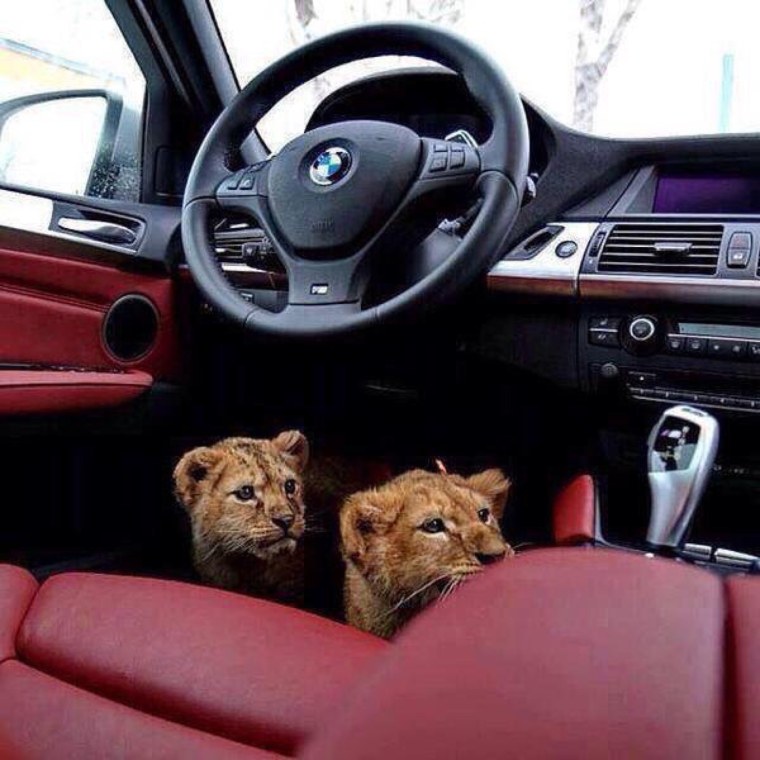 Гепард атакует