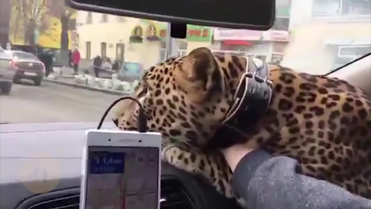 Есть такая машина гепард