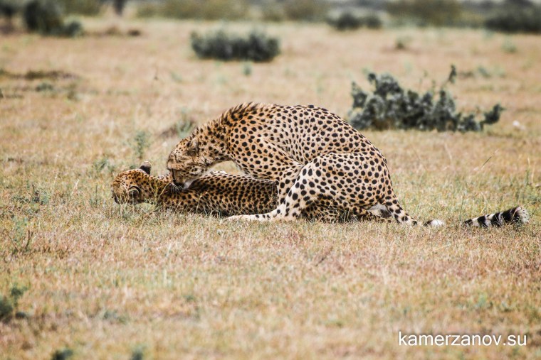 Охота на гепарда на машине