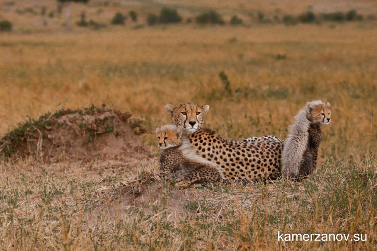 Машина гепард фото