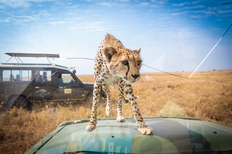 Серенгети гепард сафари джип