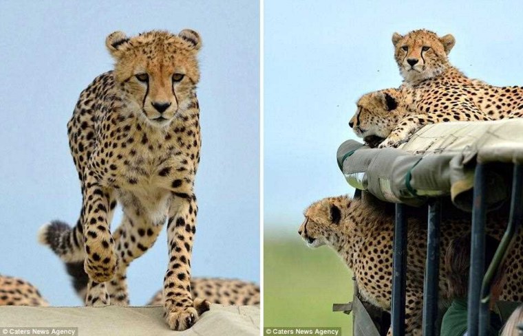 Гепарды путешествуют