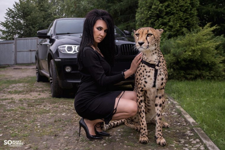 Блогер ездит с тигром в машине