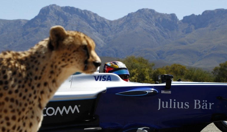 Девушка и леопард