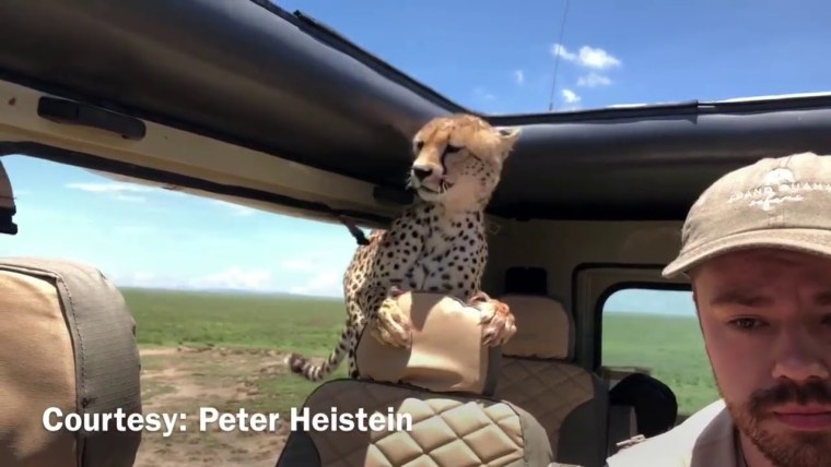 Гепард на машине сафари