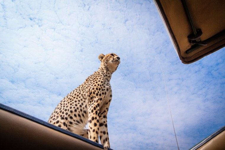 Джип сафари в Кении в цаво