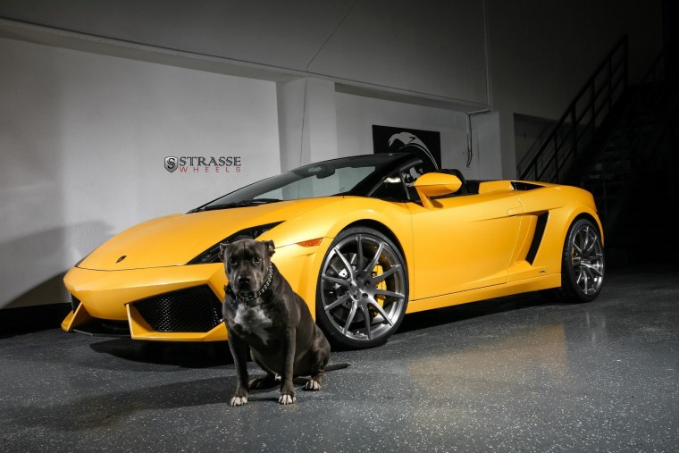 Гепард сафари