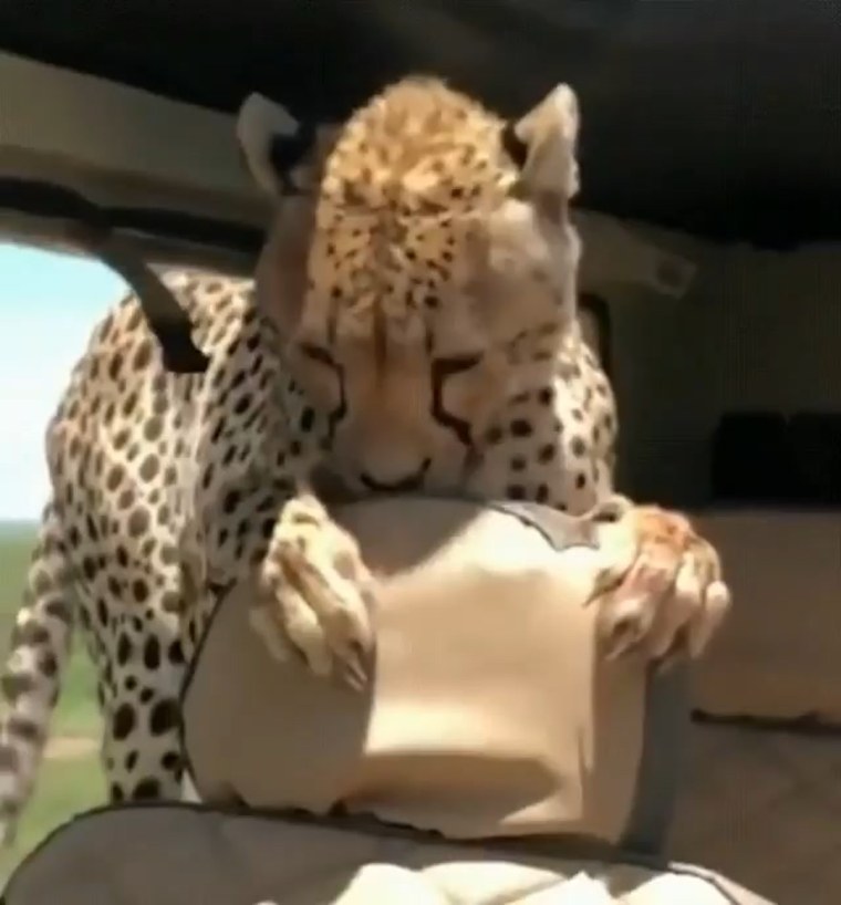 Каракал домашний