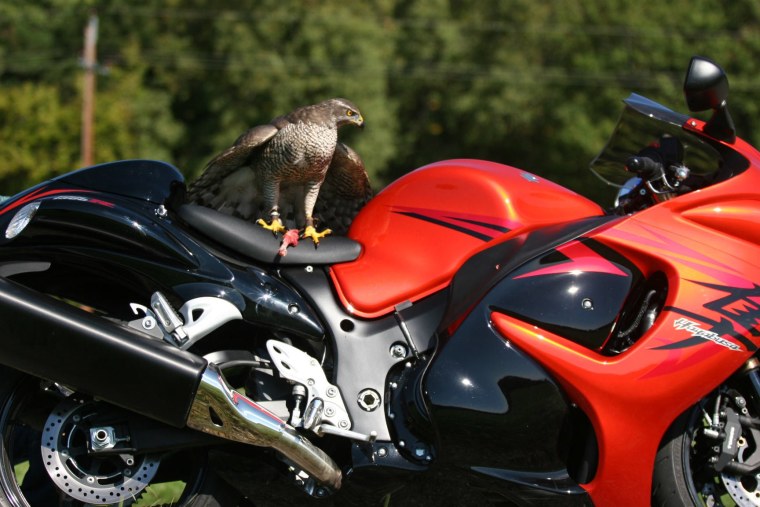 Яндекс такси леопард