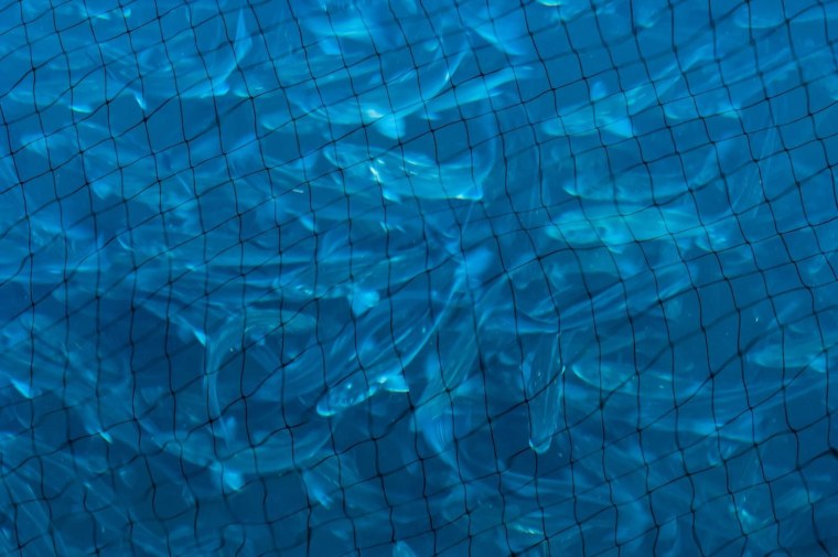 Фон для рыбного магазина