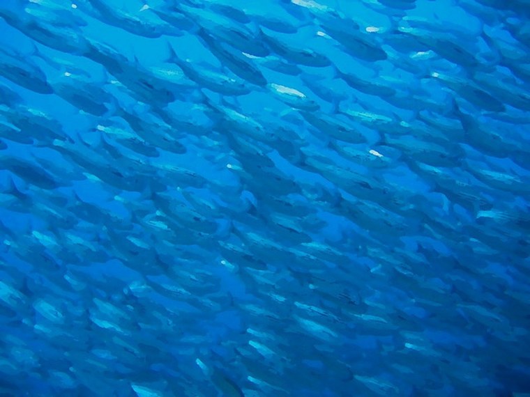 Фон с рыбами для фотошопа