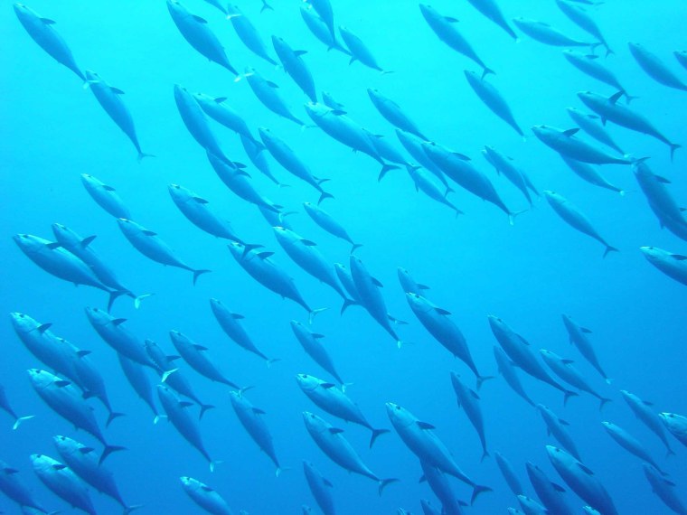 Косяк рыб