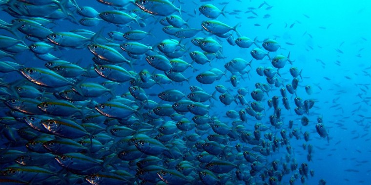 Стаи рыб в океане