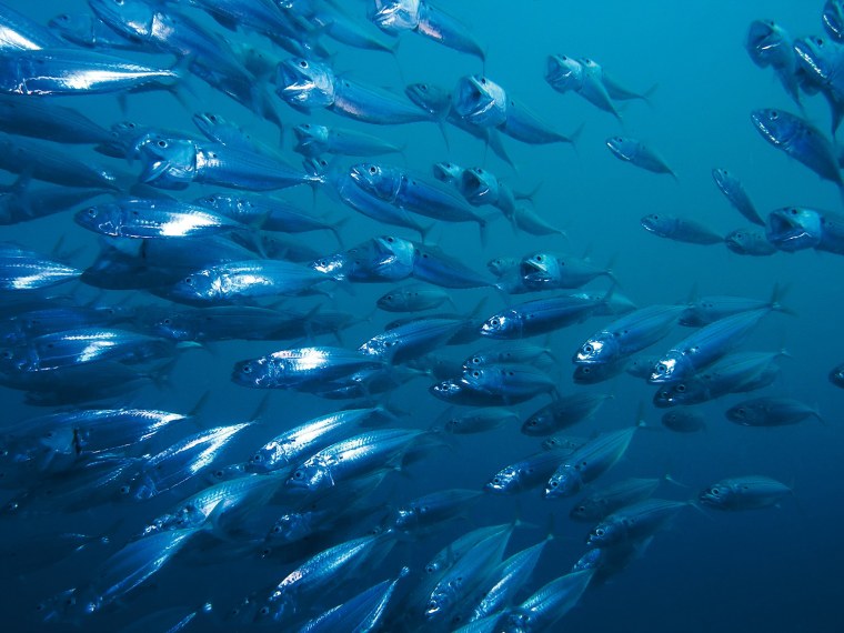 Стаи рыб в океане