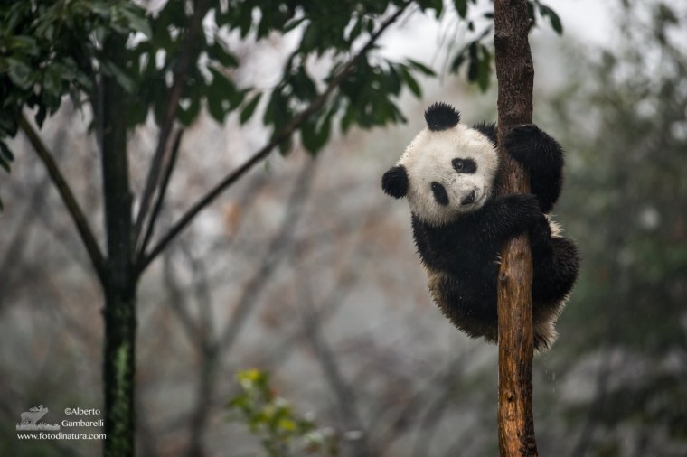 Классная Панда