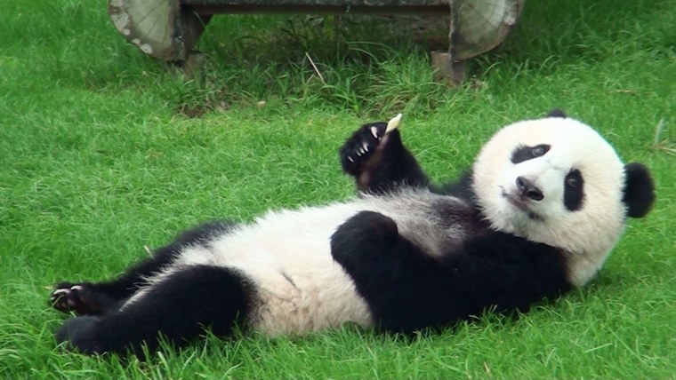 Панда лежит на спине