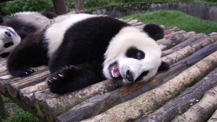 Гималайская Панда