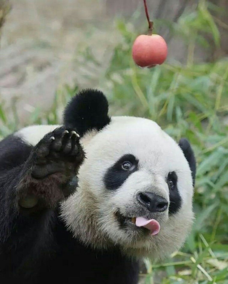 Очковая Панда