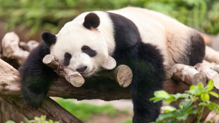 Панда бамбуковый медведь