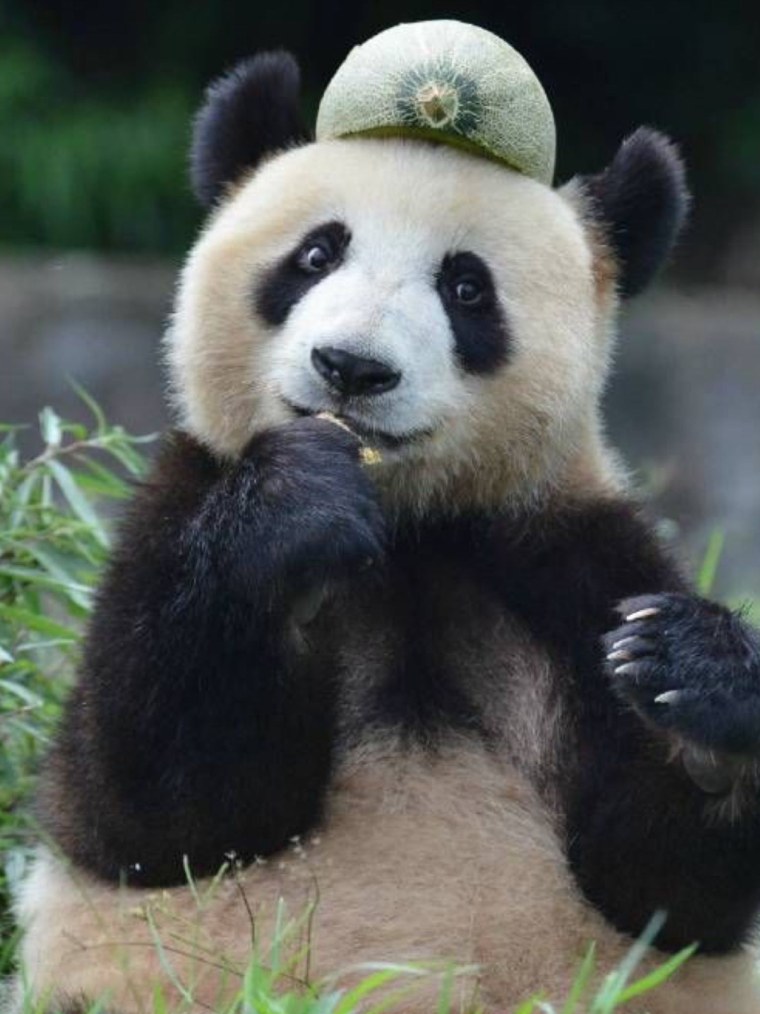 Панда улыбается