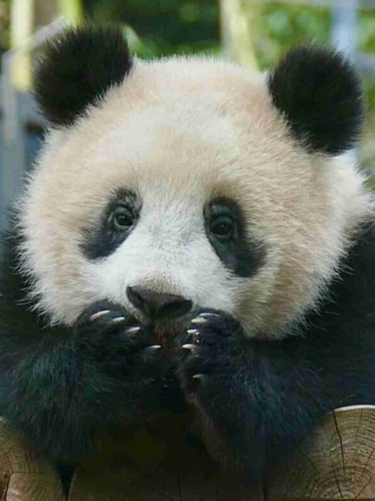 Самые милые панды