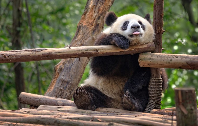 Забавные панды