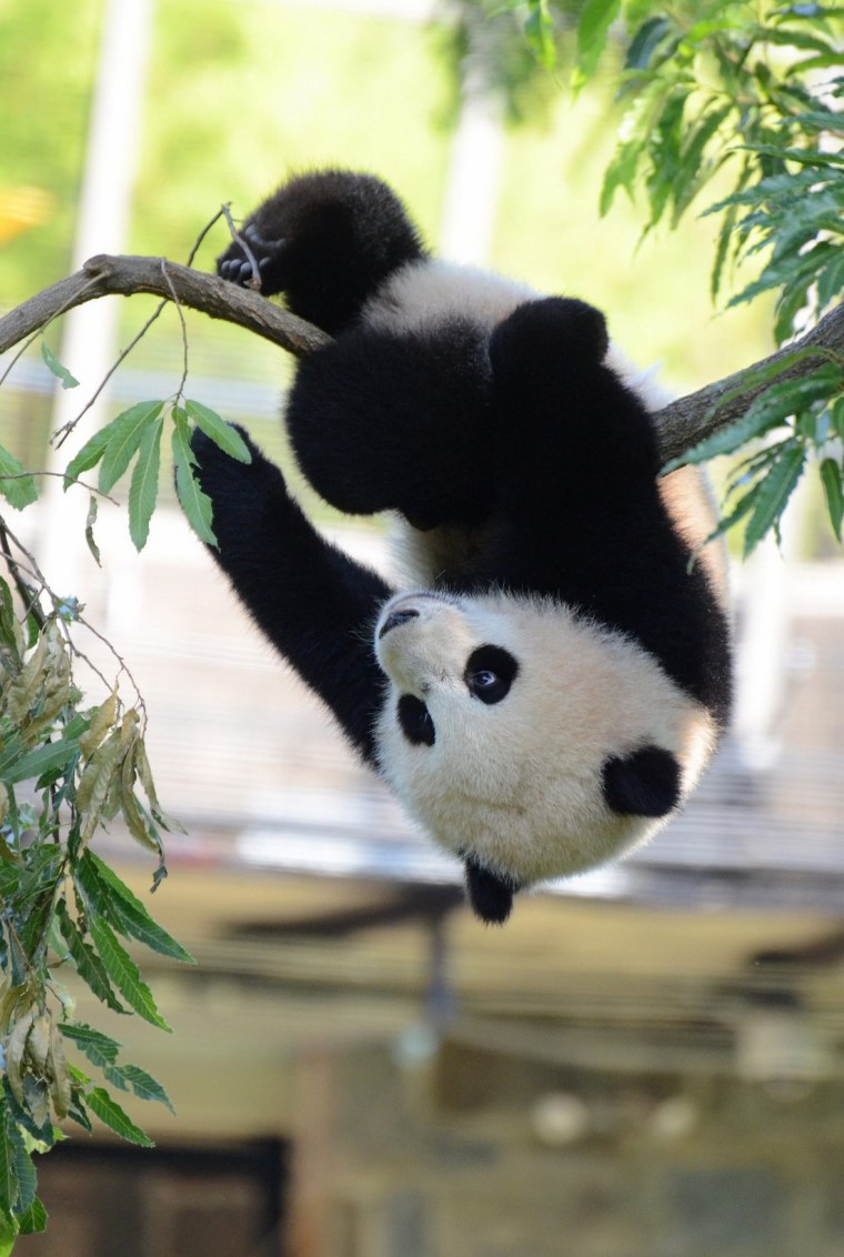 Очковая Панда