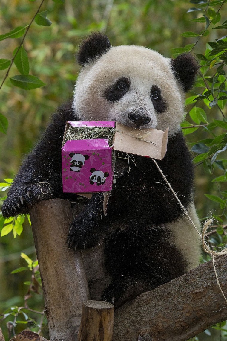 Смешная Панда