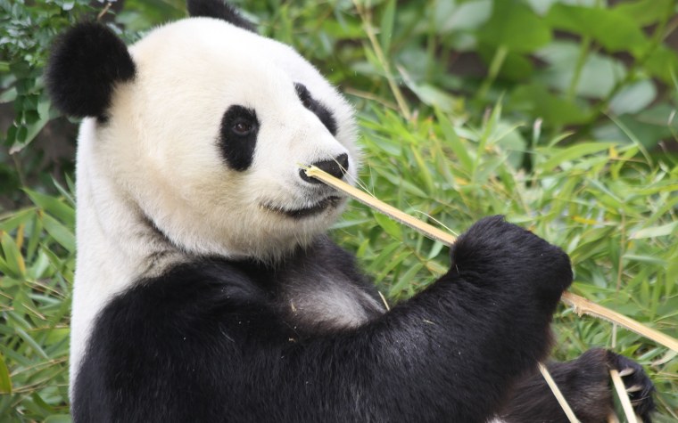 Очковая Панда