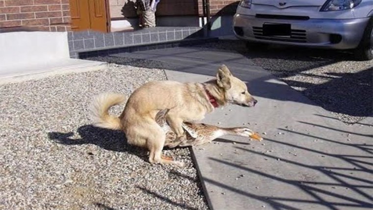 Шутки про Ниссан