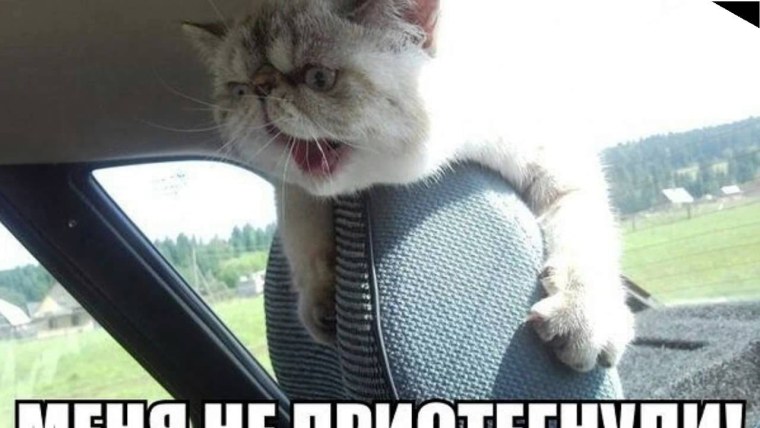 Заяц ты меня слышишь слышу слышу