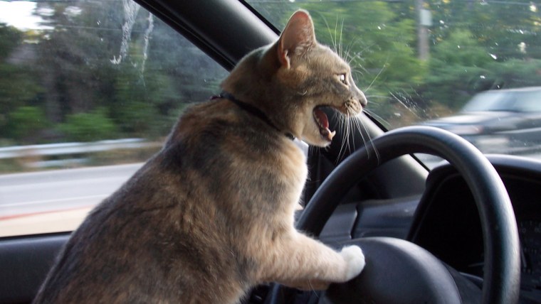 Котик едет на машине