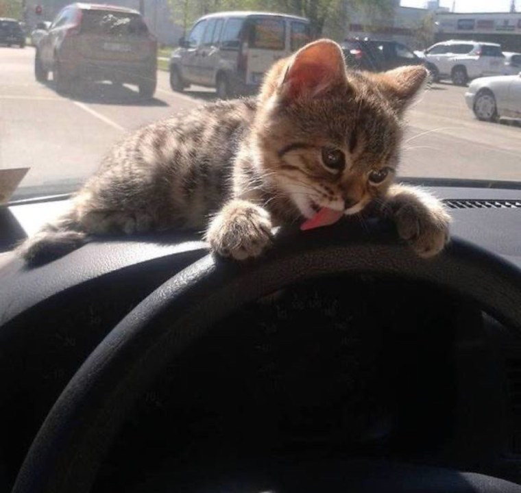 Кот на тачке