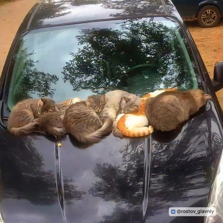 Кот и машина юмор