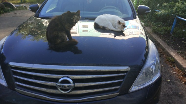 Ниссан Пассат прикол