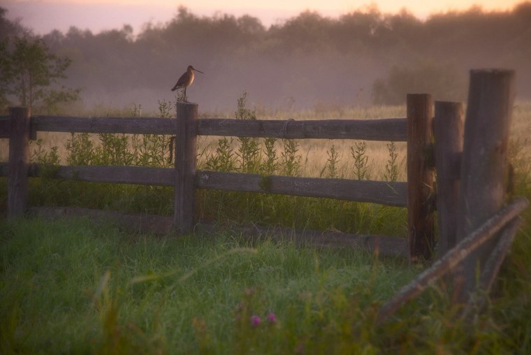 Туман летом в деревне